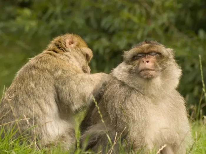 Framed Print : Barbary Macaques grooming Framed Print : Barbary Macaques grooming