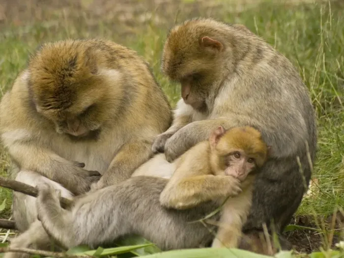 Framed Print : Barbary Macaques grooming young Framed Print : Barbary Macaques grooming young