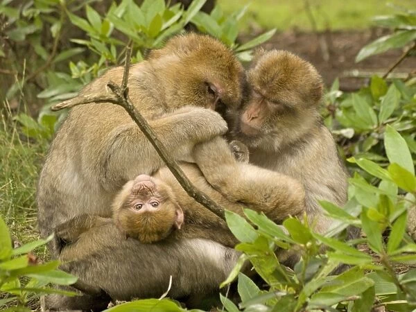 Barbary Macaques grooming young