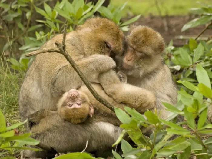 Framed Print : Barbary Macaques grooming young Framed Print : Barbary Macaques grooming young