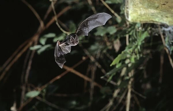 Barbastelle bat In flight in a cave ( old iron mine) post breading season ( end of august) French jura