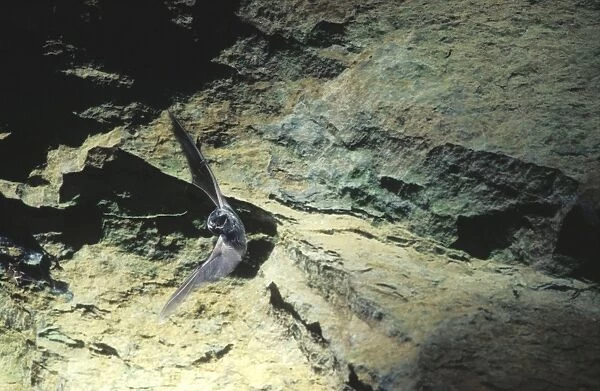 Barbastelle Bat - Flying out of a cave (old iron mine) post breading season (end of august) French jura, France