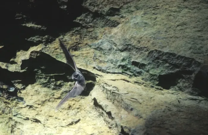 Framed Print : Barbastelle Bat - Flying out of a cave (old iron mine) post breading season (end of august) French jura, France Framed Print : Barbastelle Bat - Flying out of a cave (old iron mine) post breading season (end of august) French jura, France