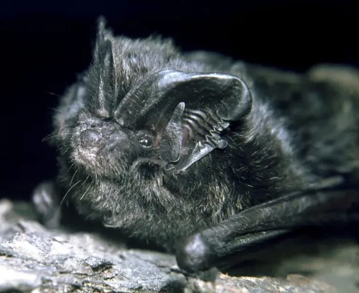 Framed Print : Barbastelle Bat - a rare species in Britain and Europe Framed Print : Barbastelle Bat - a rare species in Britain and Europe