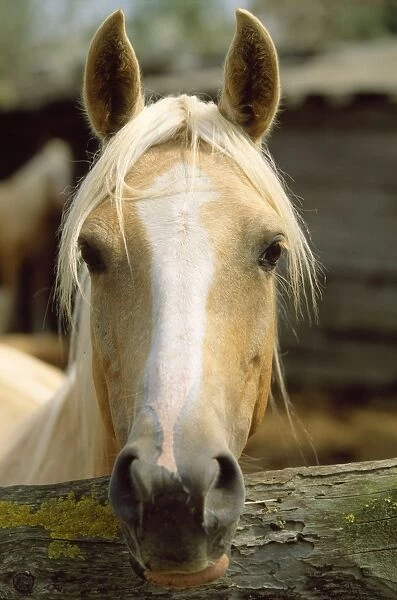 Barbe Arabian Horse - head shot, palamino colouring
