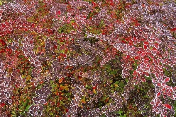 Barberry - Berberis - autumn colour with frost on leaves, Lower Saxony, Germany
