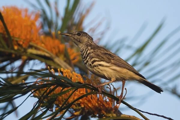 Barbreasted Honeyeater Perched in a grevillea in woodl