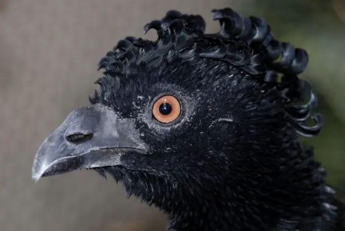 Framed Print : Bare-Faced Curassow Framed Print : Bare-Faced Curassow