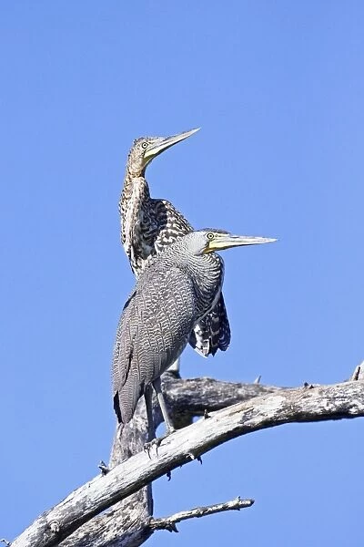 Bare-throated Tiger Heron. Adult front and immature rear. San Blas, Mexico in March