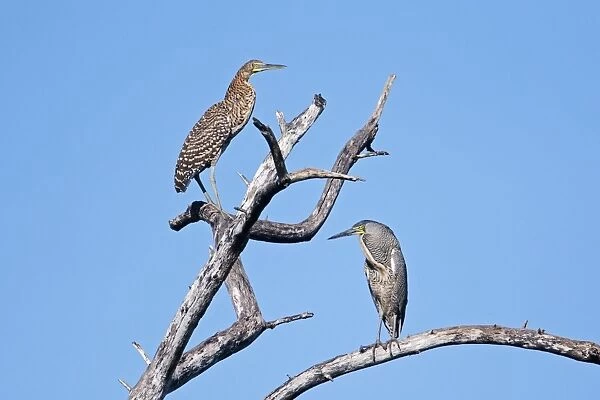 Bare-throated Tiger Heron. Adult on right and immature on left. San Blas, Mexico in March