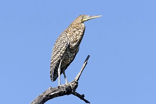Bare-throated Tiger Heron. Immature. San Blas, Mexico in March