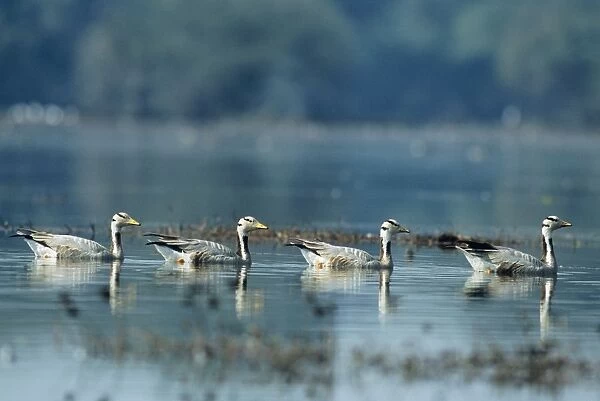 Barheaded Geese - x4 on water in line. Keoladeo National Park, India