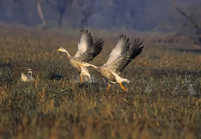 Framed Print : Barheaded Goose taking-off, Keoladeo National Park, India Framed Print : Barheaded Goose taking-off, Keoladeo National Park, India