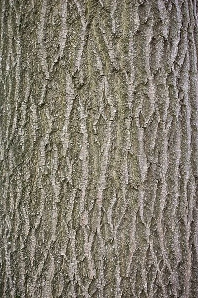 Bark of Common ash - Worcestershire UK