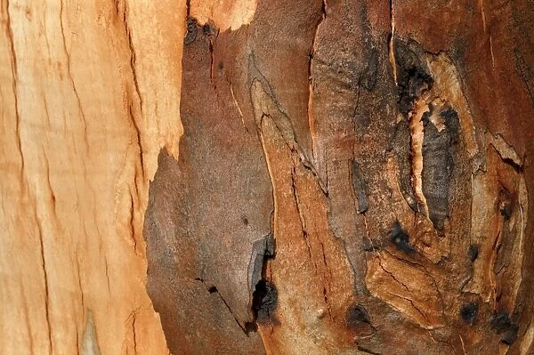 Detail of bark on Gum tree after bush fire JLR 28 Davies plain - Alpine National Park North East Victoria. Australia © Jean-Marc La-Roque  /  ardea. com