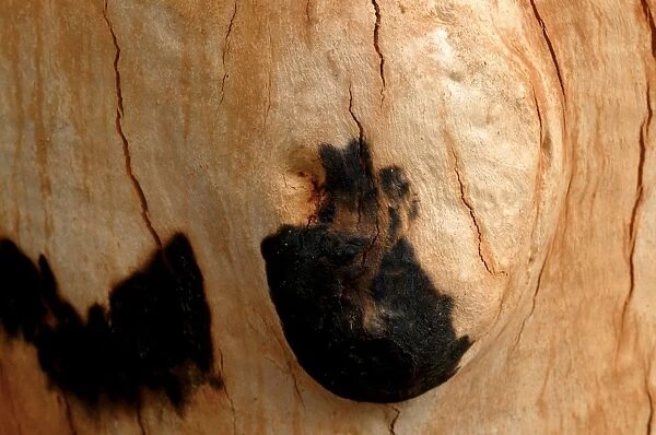 Detail of bark on Gum tree after bush fire JLR 48 Davies plain - Alpine National Park North East Victoria. Australia © Jean-Marc La-Roque  /  ardea. com