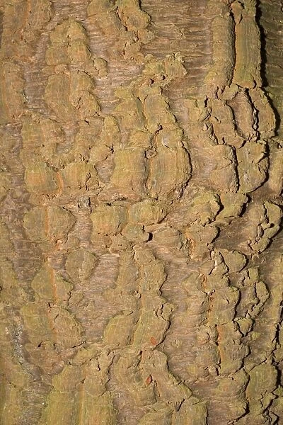 Bark of Monkey Puzzle tree - Worcestershire UK