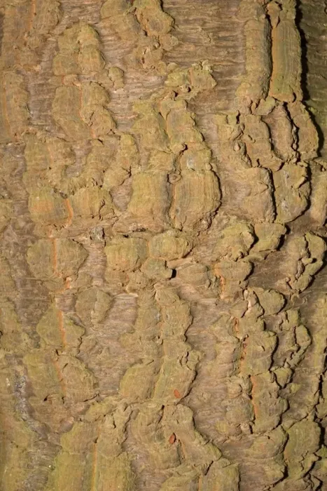 Framed Print : Bark of Monkey Puzzle tree - Worcestershire UK Framed Print : Bark of Monkey Puzzle tree - Worcestershire UK