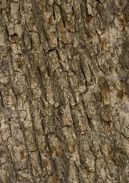 Bark of old field maple tree
