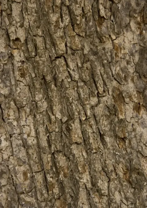 Framed Print : Bark of old field maple tree Framed Print : Bark of old field maple tree