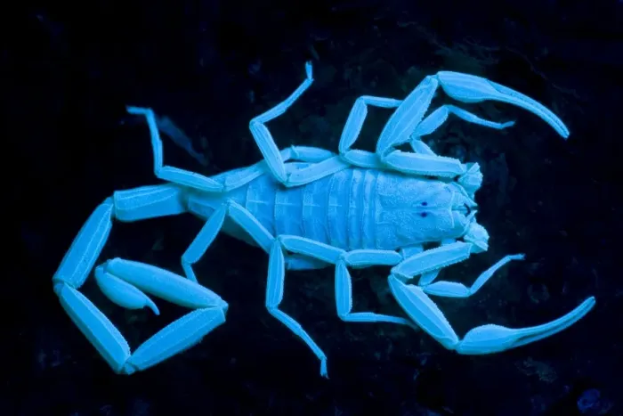 Framed Print : Bark Scorpion - Photographed under UV light- Arizona, USA - Climbers - Most common around trees especially near streams and washes - Active at night but often found by day hanging onto the undersides of rocks-fallen branches-boards Framed Print : Bark Scorpion - Photographed under UV light- Arizona, USA - Climbers - Most common around trees especially near streams and washes - Active at night but often found by day hanging onto the undersides of rocks-fallen branches-boards