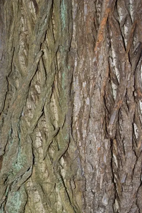 Framed Print : Bark of Sweet chestnut - Worcestershire UK Framed Print : Bark of Sweet chestnut - Worcestershire UK