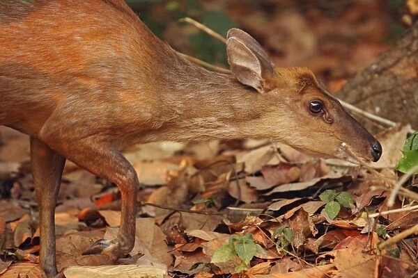 Barking Deer looking for food - Corbett National Park - India