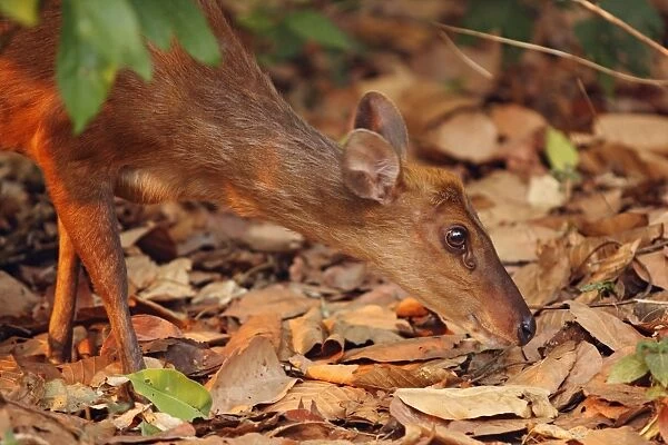 Barking Deer looking for food - Corbett National Park - India