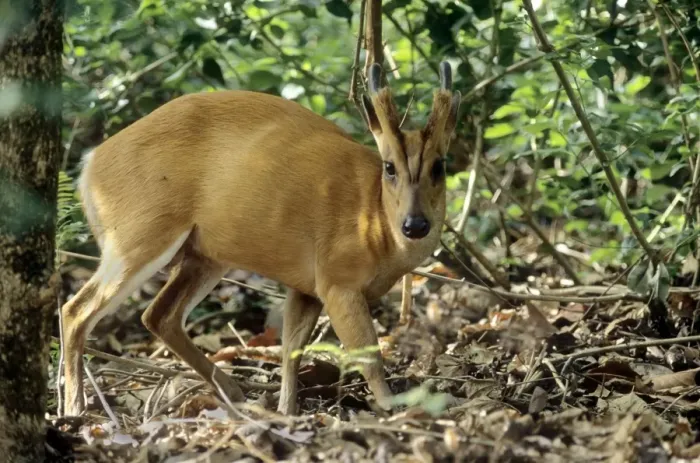 Framed Print : Barking Deer / Muntjak - In the Sal forest, Corbett National Park, India Framed Print : Barking Deer / Muntjak - In the Sal forest, Corbett National Park, India