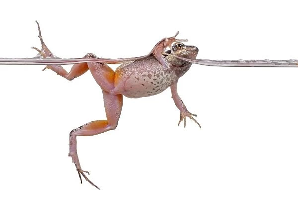 Barking Frog (Physalaemus cuvieri)
