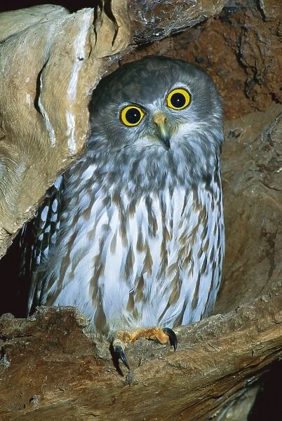 Barking Owl - Australia, northern Moluccas to New Guinea, Australia except desert areas & Tasmania JPF33865