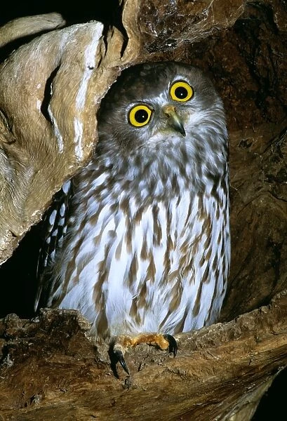 Barking Owl - Australia, northern Moluccas to New Guinea, Australia except desert areas & Tasmania JPF33866