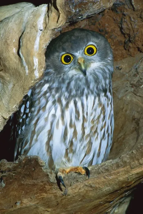 Framed Print : Barking Owl - Australia, northern Moluccas to New Guinea, Australia except desert areas & Tasmania JPF33865 Framed Print : Barking Owl - Australia, northern Moluccas to New Guinea, Australia except desert areas & Tasmania JPF33865