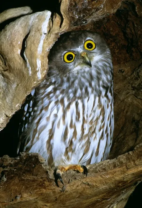 Framed Print : Barking Owl - Australia, northern Moluccas to New Guinea, Australia except desert areas & Tasmania JPF33866 Framed Print : Barking Owl - Australia, northern Moluccas to New Guinea, Australia except desert areas & Tasmania JPF33866