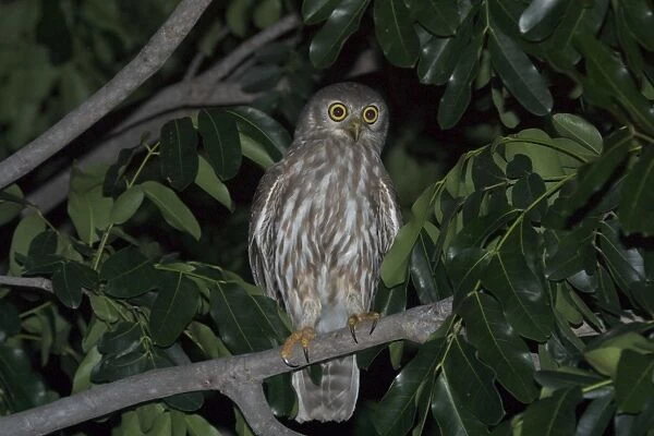 Barking Owl - Named for its call, a doglike ‘wuf wuf At Katherine, Northern Territory, Australia. Inhabits woodland and open country with stands of trees