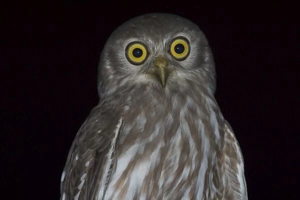 Barking Owl - Named for its call, a doglike ‘wuf wuf Near Katherine, Northern Territory, Australia. Inhabits woodland and open country with stands of trees