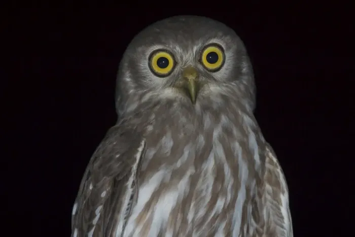 Framed Print : Barking Owl - Named for its call, a doglike ‘wuf wuf Near Katherine, Northern Territory, Australia. Inhabits woodland and open country with stands of trees Framed Print : Barking Owl - Named for its call, a doglike ‘wuf wuf Near Katherine, Northern Territory, Australia. Inhabits woodland and open country with stands of trees