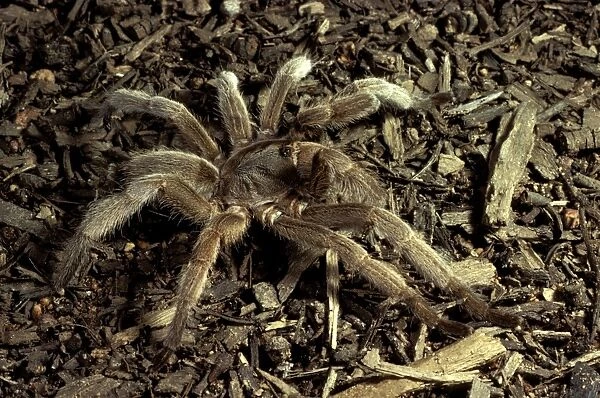 Barking spider  /  Bird-eating spider - Also called whistling spider as it makes an audible hiss if disturbed