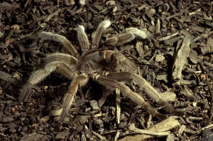 Framed Print : Barking spider / Bird-eating spider - Also called whistling spider as it makes an audible hiss if disturbed Framed Print : Barking spider / Bird-eating spider - Also called whistling spider as it makes an audible hiss if disturbed