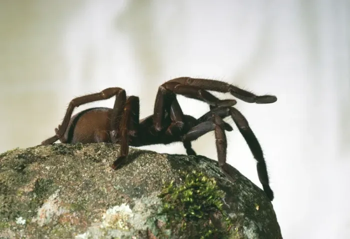 Framed Print : Barking Spider HB 2621 Sitting on rock - Mt. Molloy, North Queensland, Australia Selenocosmia crassipes © Hans & Judy Beste / ARDEA LONDON Framed Print : Barking Spider HB 2621 Sitting on rock - Mt. Molloy, North Queensland, Australia Selenocosmia crassipes © Hans & Judy Beste / ARDEA LONDON