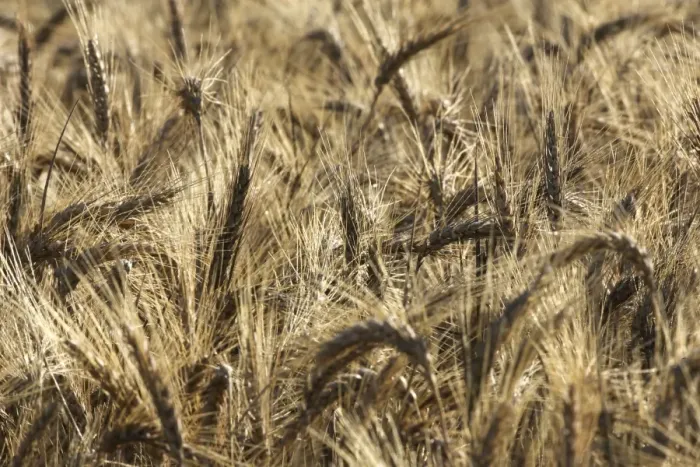Framed Print : Barley - in field Framed Print : Barley - in field