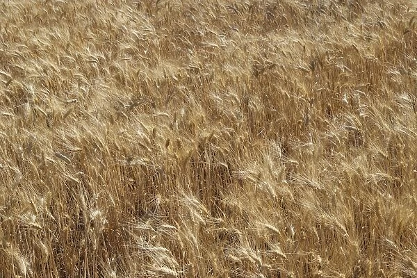 Barley - in field