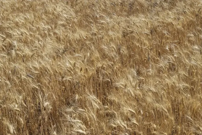 Framed Print : Barley - in field Framed Print : Barley - in field