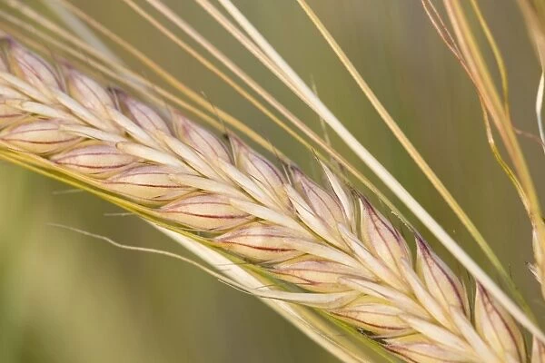 Barley - ripening seeds Norfolk UK