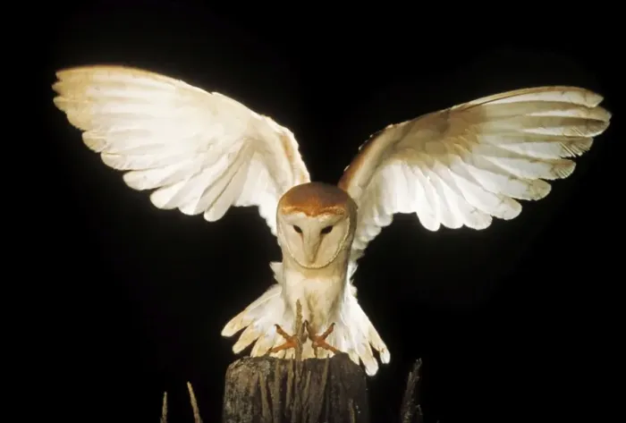 Framed Print : Barn Owl ME 1049 Landing Tyto alba © Johan De Meester / ardea. com Framed Print : Barn Owl ME 1049 Landing Tyto alba © Johan De Meester / ardea. com
