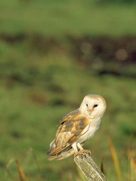 Barn Owl. CK-1819-c. Barn Owl. Tyto alba