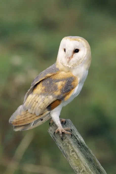 Framed Print : Barn Owl. CK-1820. BARN OWL - perching. Tyto alba Framed Print : Barn Owl. CK-1820. BARN OWL - perching. Tyto alba