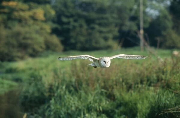 Barn Owl. CK-1809. BARN OWL - in flight over field