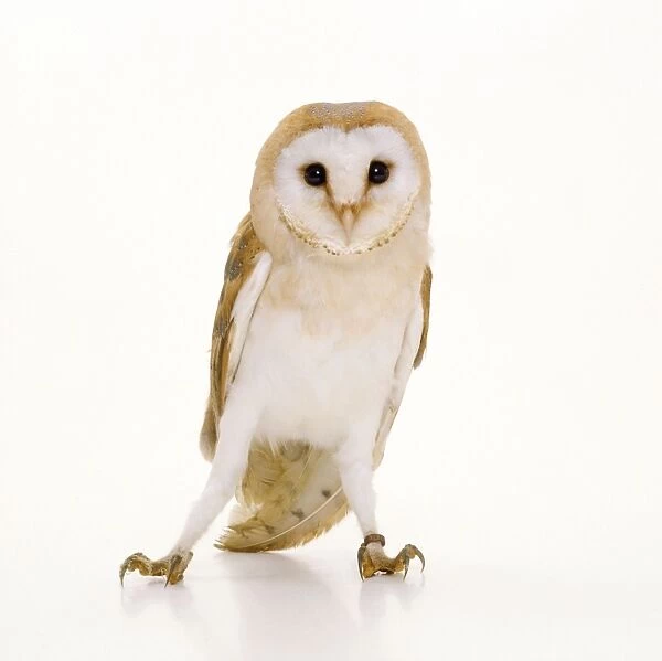 Barn Owl. TEA-86. BARN OWL - studio shot, standing
