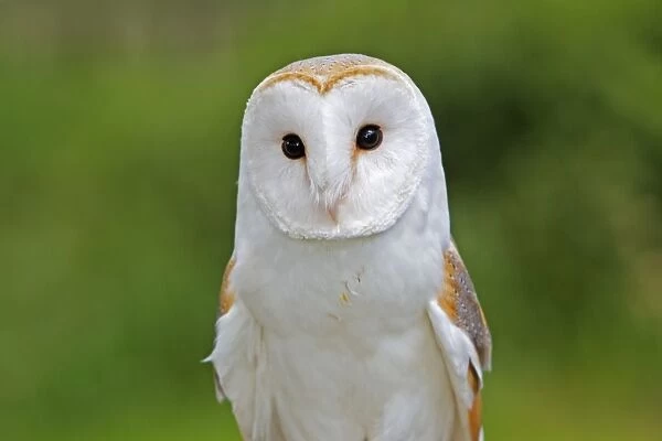Barn Owl. WAT-15962. Barn Owl. Tyto alba
